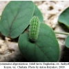 polyommatus dagestanicus larvab1